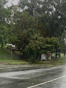 Trees over fallen powerlines on Gordon St, Labrador