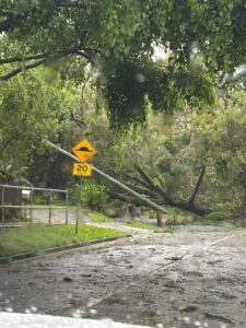 Fallen trees after Cyclone Alfred on the Gold Coast