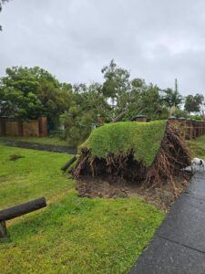 A massive tree and root ball following cyclone in Labrador